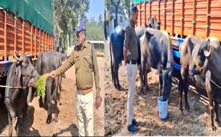 भैंस चराने को मजबूर एमपी पुलिस, रोज पांच हजार रुपये से ज्यादा का आ रहा खर्चा