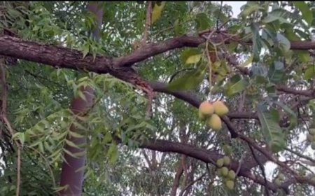 नीम के पेड़ पर रसीले आम लगे देख लोग हो रहे हैरान,मंत्री प्रहलाद पटेल ने जयाता आश्चर्य,शेयर की फोटो