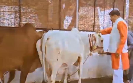 सीएम हाउस में आईं ‘मंगला और महिमा’ मुख्यमंत्री ने दोनों गायों का किया स्वागत,दुलार कर खिलाई अपने हाथ से रोटी