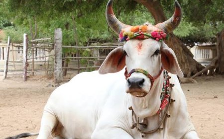 गौवंश के लिए गंभीर मोहन सरकार,लागू होगा गौ-संवर्धन सुरक्षा कानून,आरोपियों को मिलेगी सात साल की सजा
