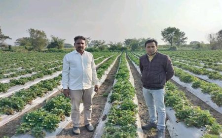 स्ट्रॉबेरी की फसल ने किसान बाबूलाल पाटीदार को किया मालामाल,अब एमपी में और जगह होगा प्रयोग