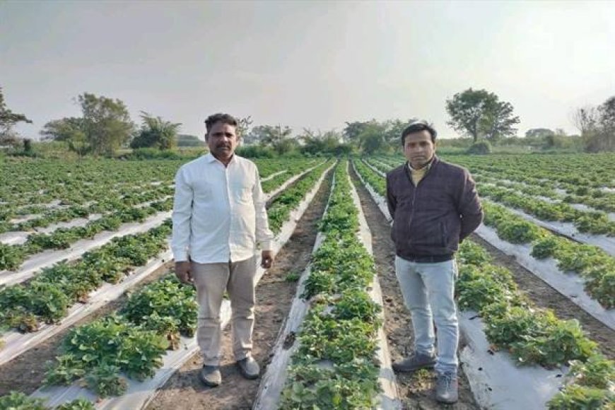 स्ट्रॉबेरी की फसल ने किसान बाबूलाल पाटीदार को किया मालामाल,अब एमपी में और जगह होगा प्रयोग