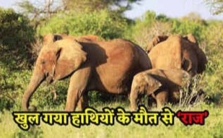 हाथियों की मौत पर बड़ा खुलासा,'विषाक्त' कोदो खाने से हाथियों की हुई मौत,विसरा में मिला साइक्लोपियाज़ोनिक एसिड