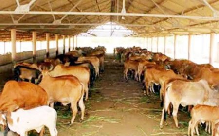 प्रदेश की सबसे बड़ी गौ-शाला का भूमिपूजन करेंगे सीएम यादव,15 करोड़ की लगात और 25 एकड़ में बनेगी गौ-शाला