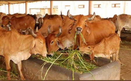 दुग्ध उत्पादकों की आय दोगुनी करने राज्य सरकार ने उठाया महत्वपूर्ण कदम
