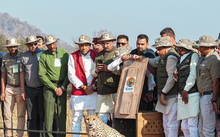 चंबल की मिट्टी में 'टाइगर' खेलेंगे अटखेलियां,प्रदेश को जल्द मिलेगा एक नया टाइगर रिजर्व