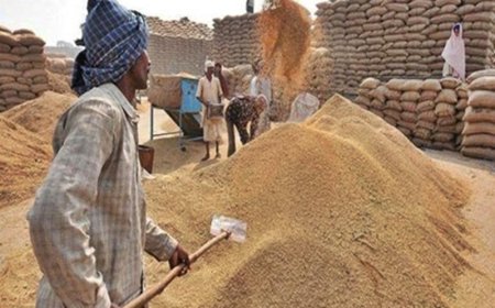 25 हजार 631 किसानों से 10 लाख 25 हजार मीट्रिक टन से अधिक हुई गेहूं खरीदी