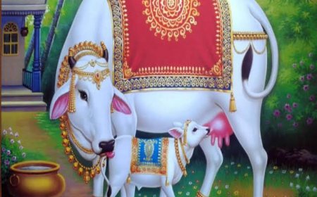 'डॉ. अम्बेडकर पशुपालन विकास योजना' से गौ पालने के लिए मिलेंगे 40 रुपये प्रति गाय अनुदान
