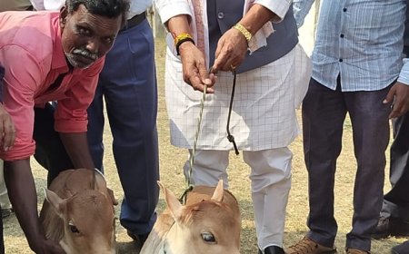 मप्र में 'पुंगनूर' नश्ल की गाय को बसाने के लिए सरकार कर रही प्रयास,आंध्रप्रदेश से लाई जाएंगी गाय