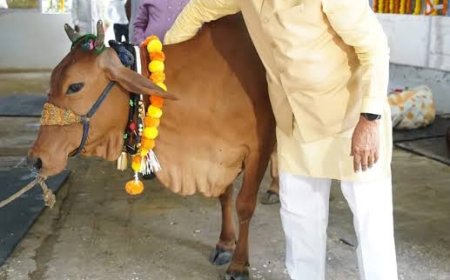 'हिरण्यगर्भा' अभियान प्रदेश के पशुपालकों के जीवन में लाएगा बड़ा बदलाव बहेगी दूध की धारा