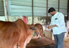 'स्वावलंबी गौशाला' योजना में गाय तो दूर जमीन ही नहीं मिली टेंडर में दुबई और ऑस्ट्रेलिया के लोग हुए थे शामिल