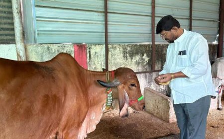 'स्वावलंबी गौशाला' योजना में गाय तो दूर जमीन ही नहीं मिली टेंडर में दुबई और ऑस्ट्रेलिया के लोग हुए थे शामिल