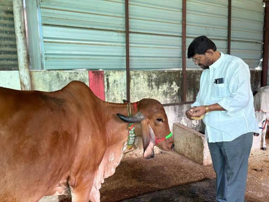 'स्वावलंबी गौशाला' योजना में गाय तो दूर जमीन ही नहीं मिली टेंडर में दुबई और ऑस्ट्रेलिया के लोग हुए थे शामिल